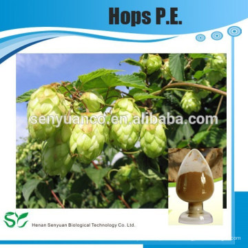 Hochwertiger Hopfen PE / Humulus lupulus L./CAS NR .: 8007-04-3